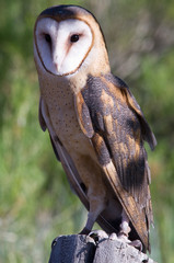 Barn Owl