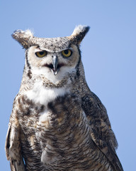 Great Horned Owl