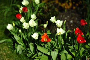 Red and White Tulips