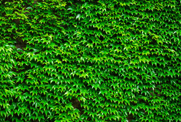 Obraz premium Green ivy background