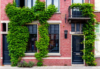 Fototapeta na wymiar Modern building covered with green ivy. Netherlands