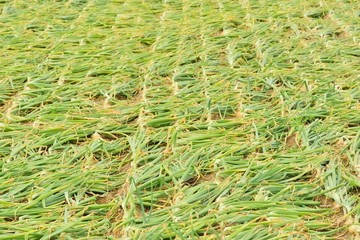 収穫前のタマネギ畑