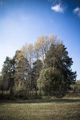 Autumn forest trees. nature green wood sunlight background. Sele