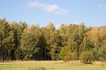 Autumn forest trees. nature green wood sunlight background. Sele