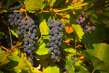 Obrazy na Plexi  Winnice o zachodzie słońca w jesienne zbiory. Dojrzałe winogrona jesienią. Sele