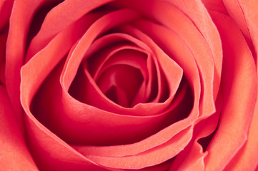 Rose flower  macro