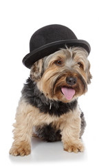 chien Yorkshire avec chapeau melon