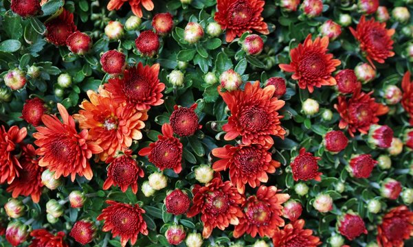 Red and orange chrysanthemum flower background