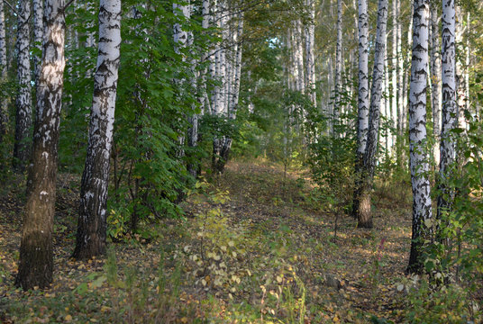 Fototapeta Birch Grove