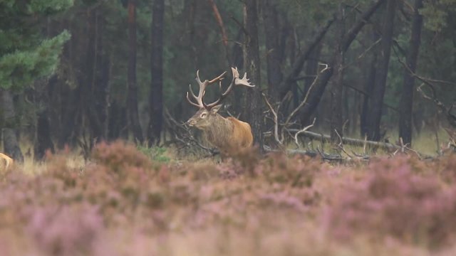 Male red deer rutting during mating season. It's raining in the forest, the heather is blooming purple flowers.