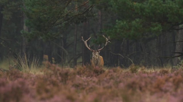 Male red deer rutting during mating season. It's raining in the forest, the heather is blooming purple flowers.