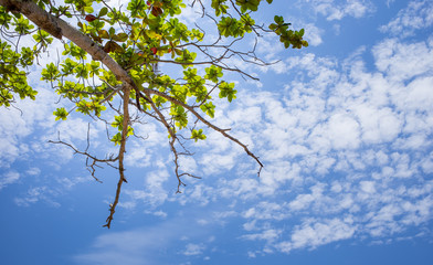 Tree and sky