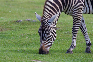 Fototapeta na wymiar Theclose-up of a zebra eating the grass