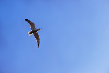 Obraz premium martı