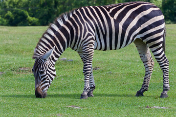 Fototapeta na wymiar The zebra is eating the grass