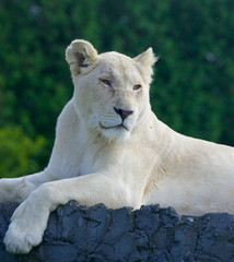 Fototapeta na wymiar The laying white lion