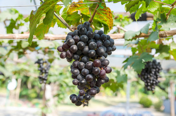 Branch of blue grapes on vine in vineyard