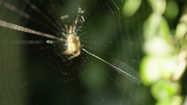 4K Camera reveals a spider waiting in the centre of its web, shot on Red Epic Dragon