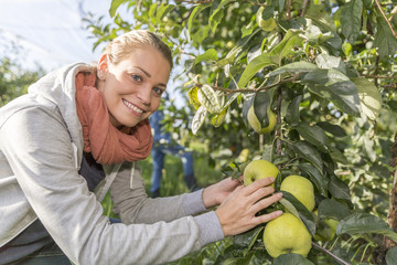 Young woman picking organic Apples into the Orchard.