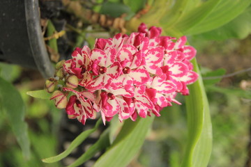 Rhynchostylis gigantea