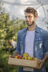 Fototapeta premium Young man picking organic Apples into the Orchard.