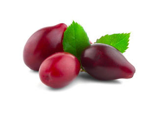 berries dogwood on a white 