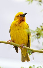 Male Cape Weaver Bird