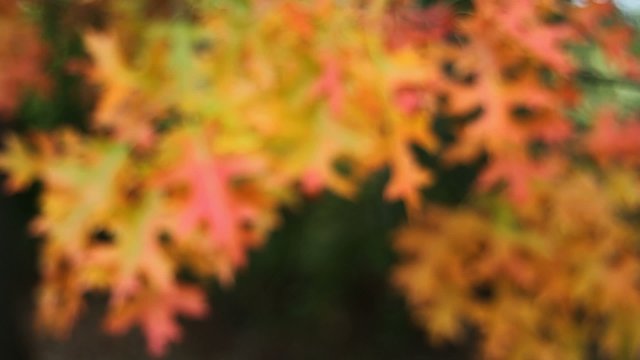 Fall Color Oak leaves on branches swaying on a breezy day autumn season movie 1920x1080