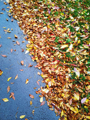 Autumn leaves on asphalt background