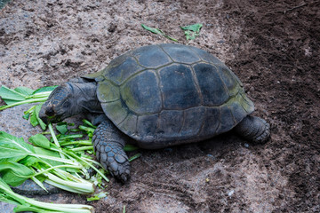 turtle and vegetables
