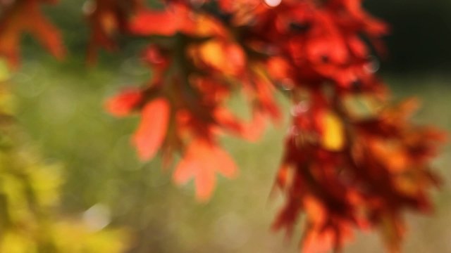 Colorful Autumn Oak leaves out of focus bokeh into focus background in Fall season 1920x1080