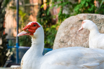 the duck in zoo
