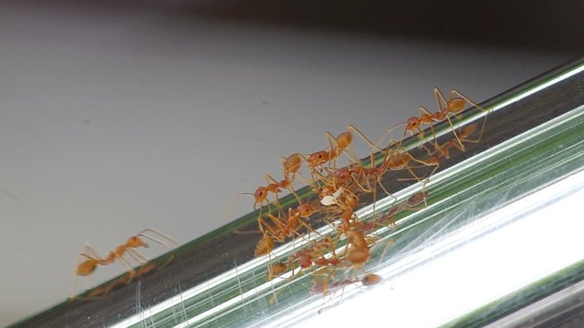 weaver ants are covering their food on the metal bar