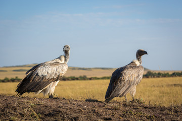 Vulture bird in the Masai Mara Reserve