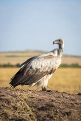 Vulture bird in the Masai Mara Reserve