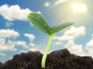 Green seedling growing from soil on blue sky background