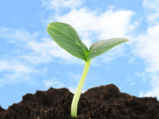Green seedling growing from soil on blue sky background