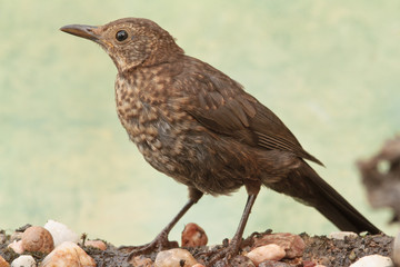 Fototapeta premium Young Common blackbird