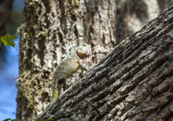 chameleon, Chamaeleo zeylanicus