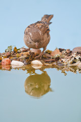House sparrow