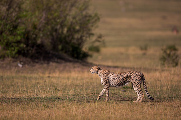 Cheetah around the savannah in Kenya, Africa