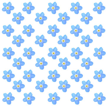 Forget-me-not flowers, isolated on white