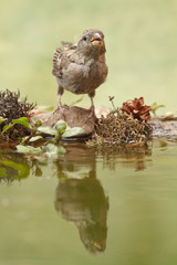 House sparrow