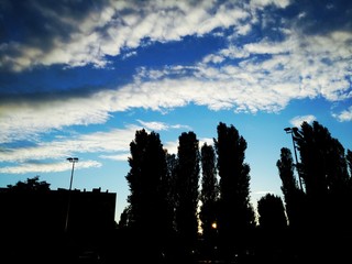 Parallel clouds at the sunset, over trees