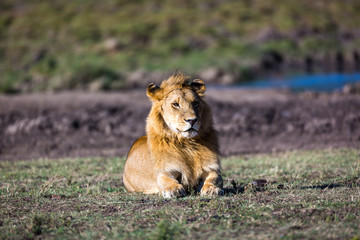 Beautiful Lion in Kenya, Africa
