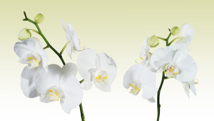 Naklejka na ściany i meble Orchid phalaenopsis white