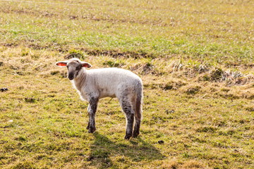 Fototapeta premium Lamm