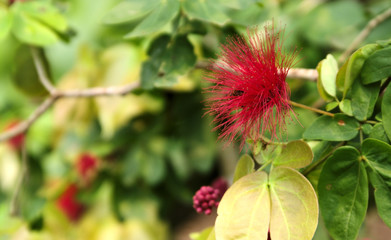 Fuschia Flower in Singapore botanical garden