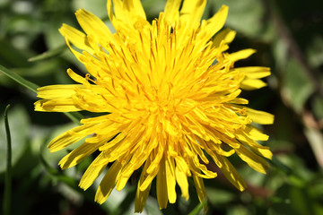 dandelion