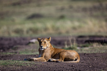 Beautiful Lion in Kenya, Africa